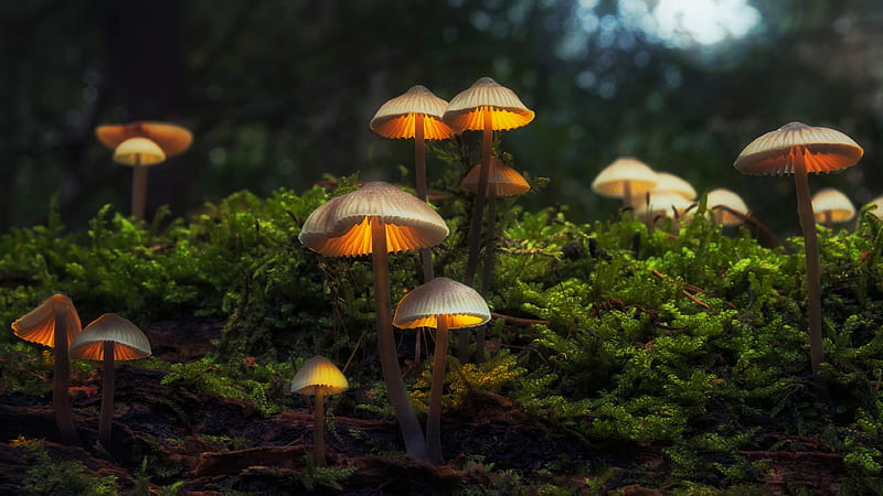 Multiple Glare Mushrooms Green Plants Dark Bokeh Background Mushroom, HD wallpaper