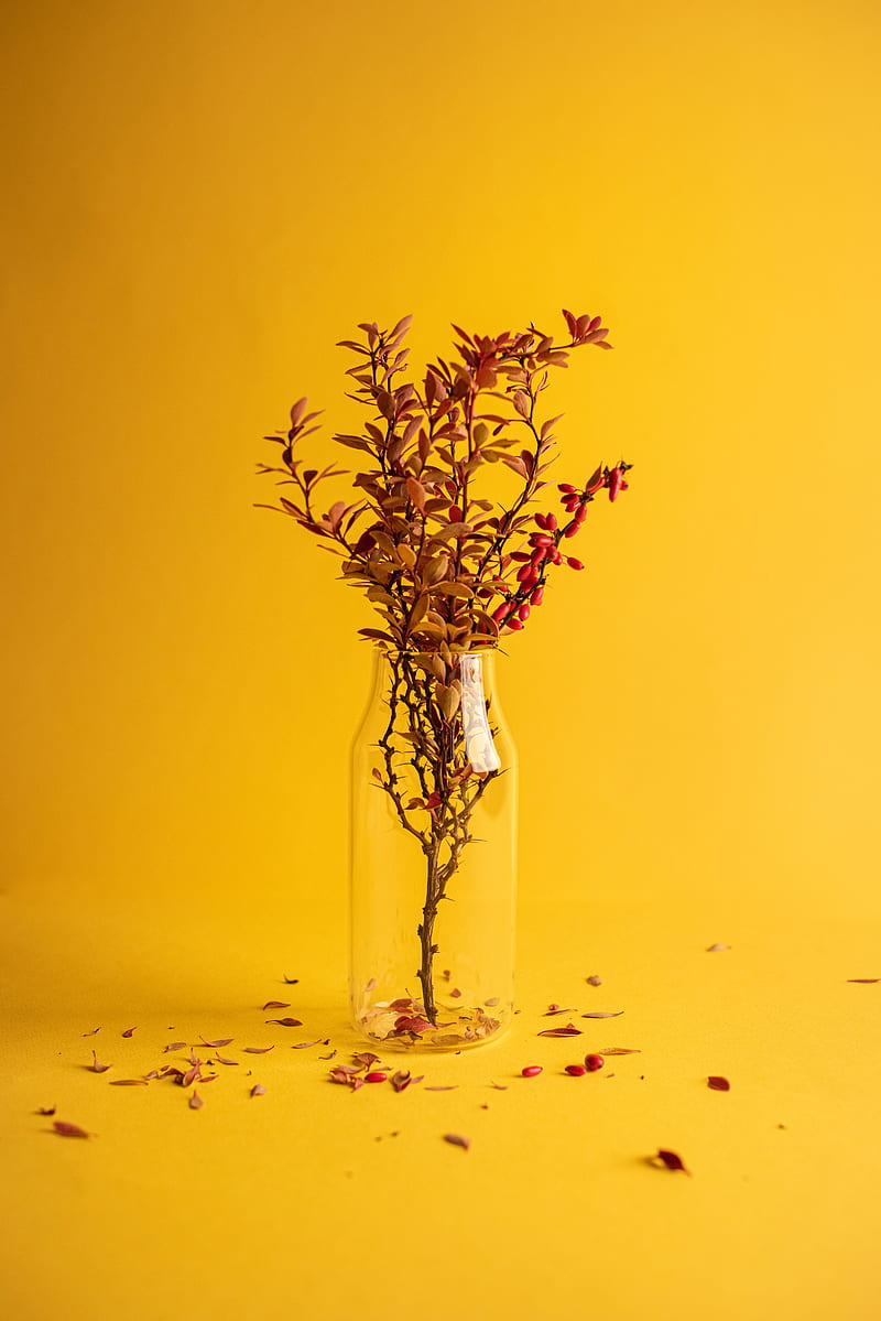 branch, vase, minimalism, yellow, HD phone wallpaper