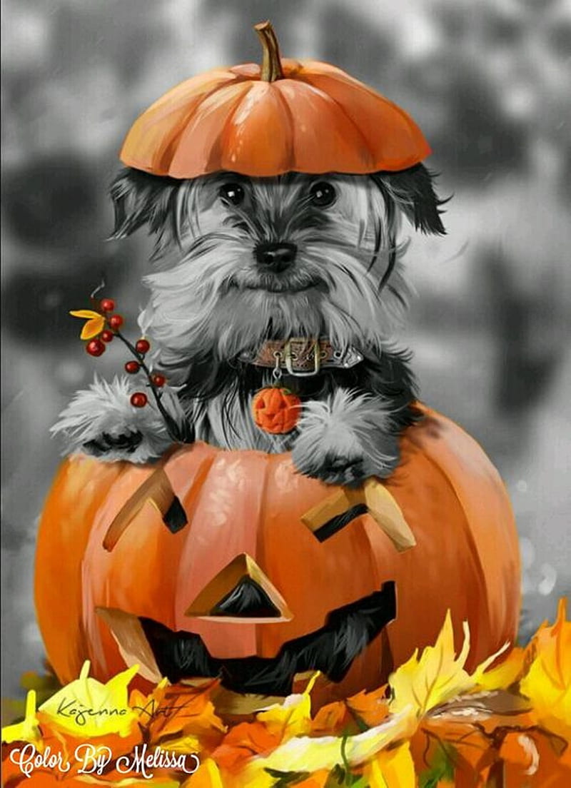 Dog, halloween pumpkins, HD phone wallpaper