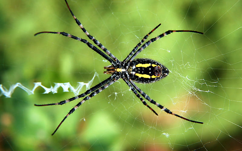 Spider, spiders, web, mosquito, insects, HD wallpaper