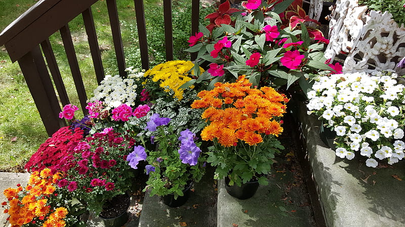 Move of the back steps -- Autumn, autumn, Brecksvillekc, Brecksville, Flowers, Mums, HD wallpaper