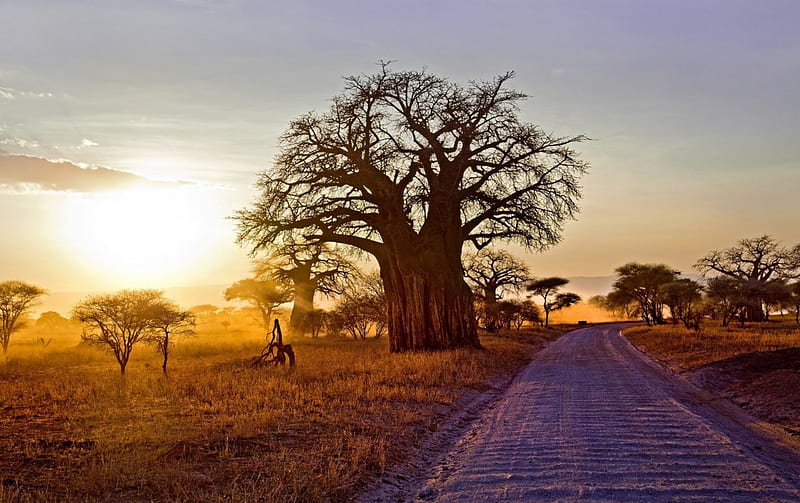 Baobab on the road to sunset, tree, road, Africa, baobab, HD wallpaper