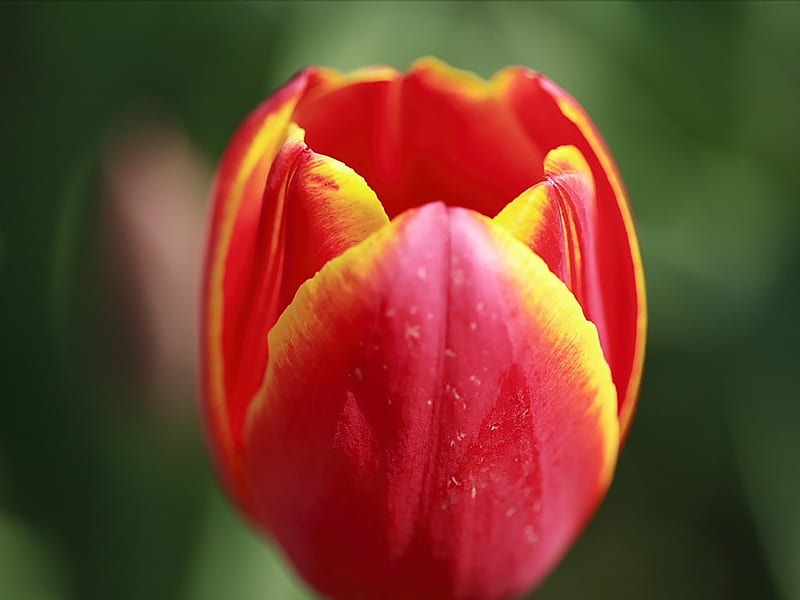 Single Tulip- Red Yellow Tulip, HD wallpaper