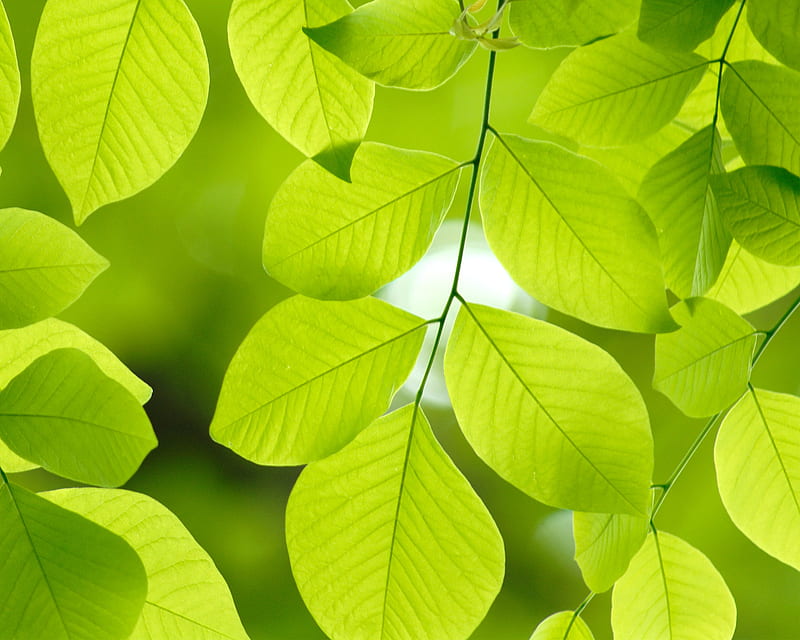 https://w0.peakpx.com/wallpaper/230/972/HD-wallpaper-leaf-in-sun-leaf-green-summer-bright.jpg