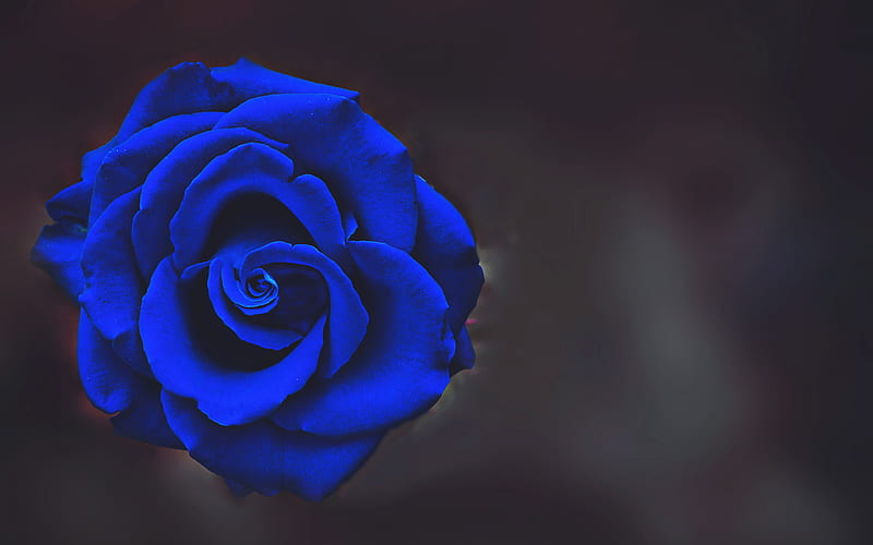 Descubrir 59+ imagen royal blue roses background - Thcshoanghoatham ...