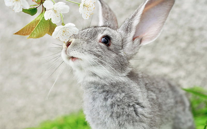 rabbits, cute animals, white flowers, HD wallpaper