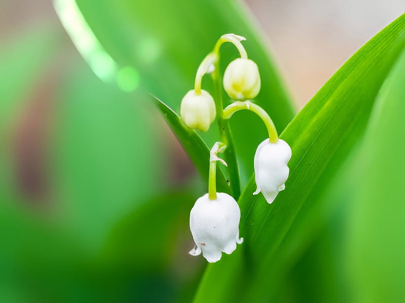 Spring Flower with white blossoms, Lily, Leaves, Nature, Bells, HD ...