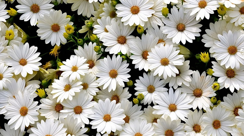 Hoa cúc trắng: Hoa cúc trắng sẽ làm bạn cảm thấy như đang lang thang trong một khu vườn nước ngoài, tìm kiếm sự thanh thản và tĩnh lặng. Hãy chiêm ngưỡng những bông hoa cúc trắng tươi sáng và thơm ngát để làm dịu đi trái tim của bạn!
