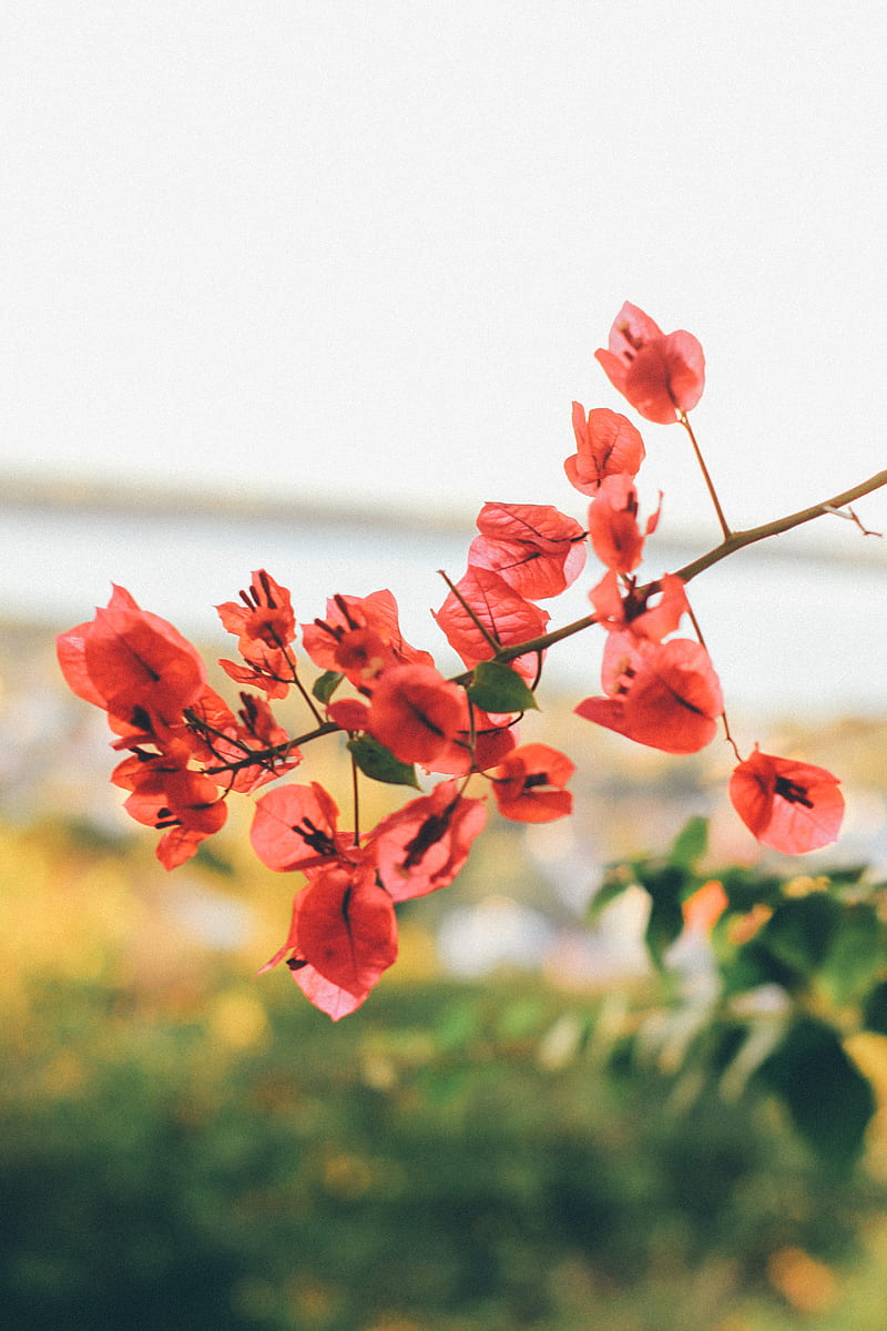 red flowers in tilt shift lens, HD phone wallpaper