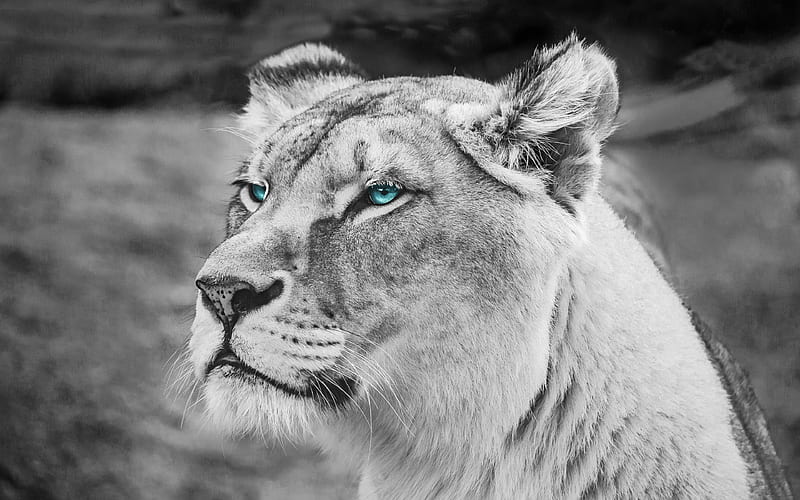 lion monochrome, predators, muzzle, blue eyes, HD wallpaper