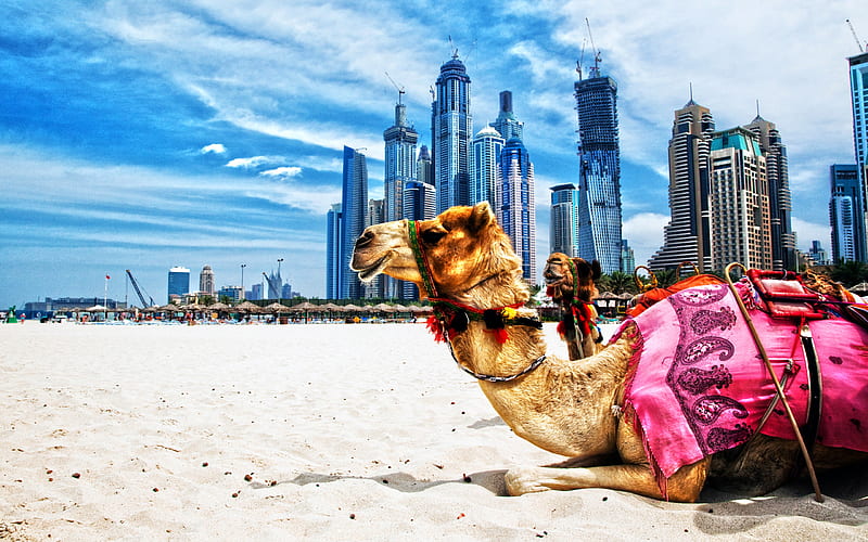 camels, R, Dubai, beach, UAE, skyscrapers, United Arab Emirates, HD wallpaper