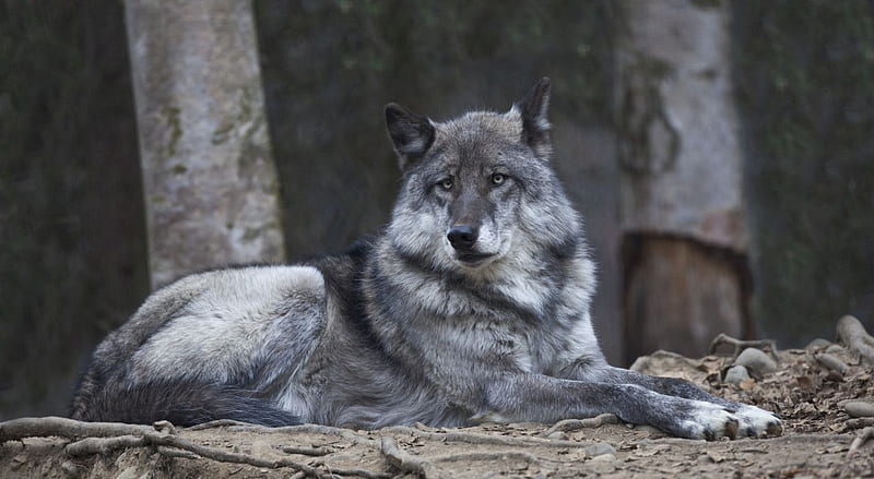 Lobo de alaska, salvaje, fauna silvestre, naturaleza, presa, animales  salvajes, Fondo de pantalla HD | Peakpx