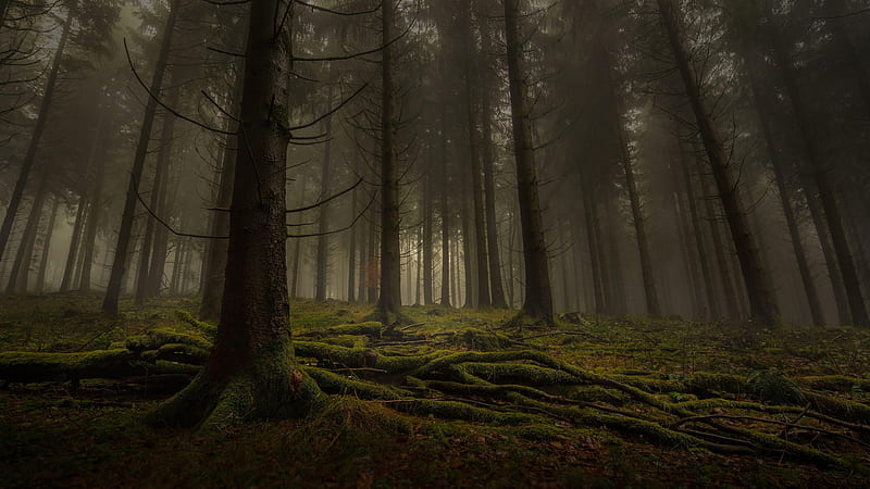 Deep In The Forest, Forest, Trees, Deep, dark, Nature, HD wallpaper