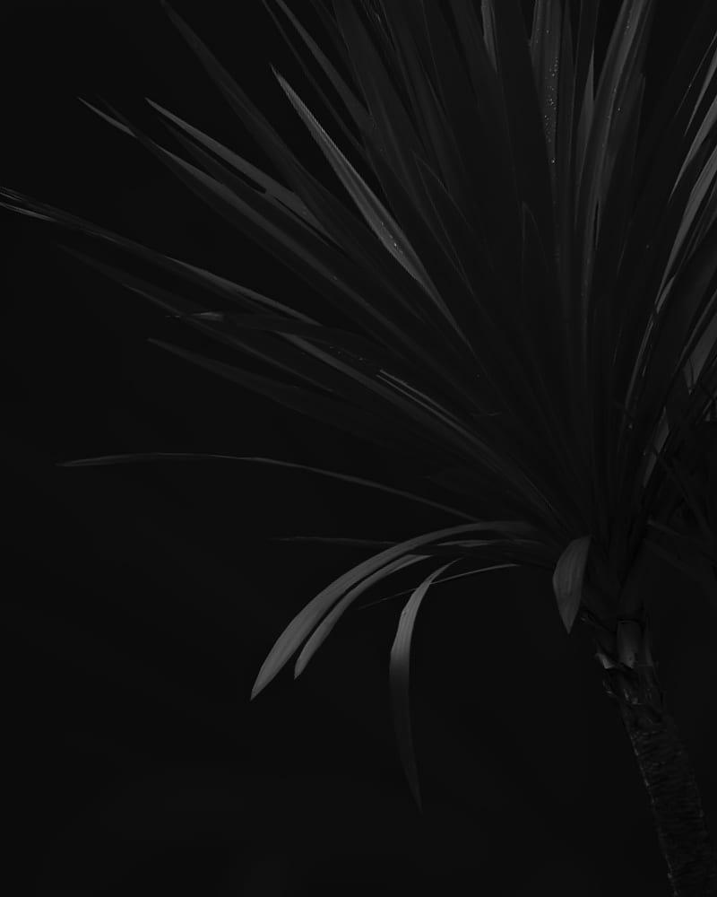 https://w0.peakpx.com/wallpaper/231/21/HD-wallpaper-palm-branch-plant-black.jpg