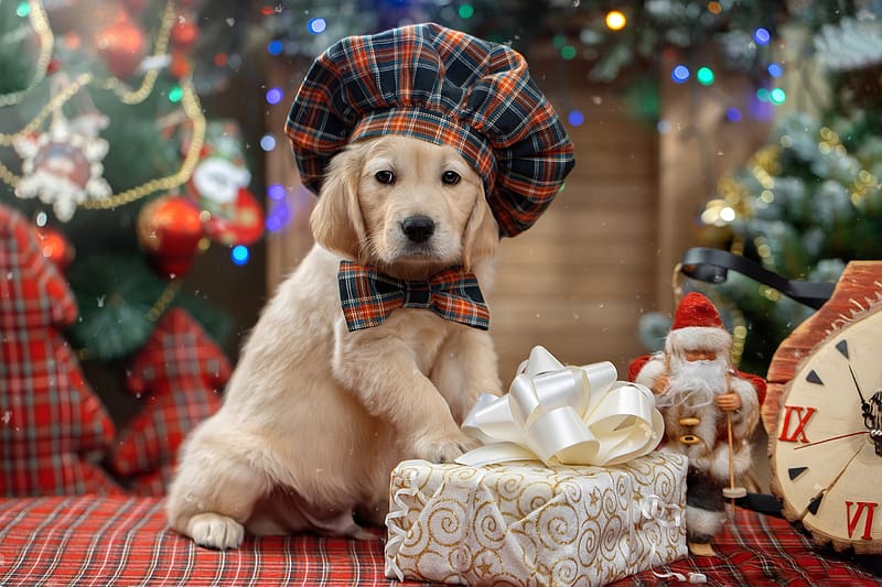 craciun, christmas, svetlana pisareva, golden retriever, hat, dog, cute ...