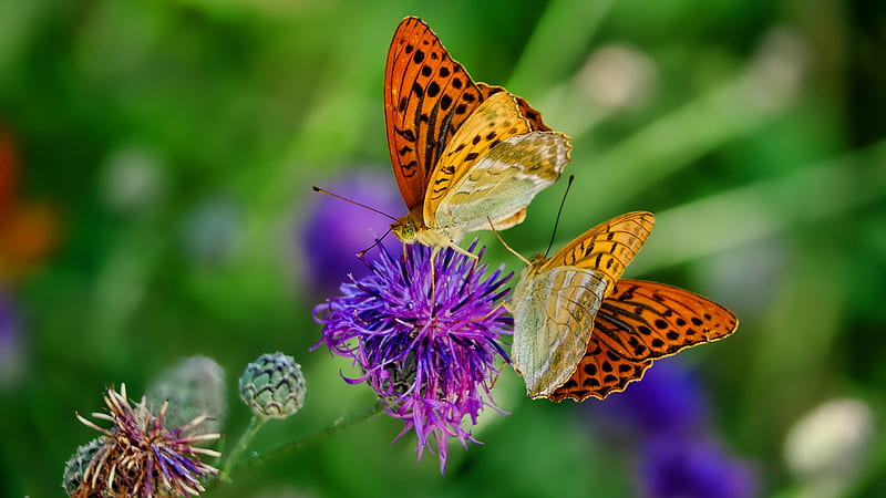 Brown Yellow Dotted Butterflies On Purple Flowe Butterfly, HD wallpaper