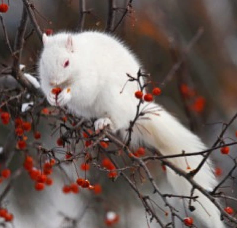 White squirrel, tree, berries, rose, bush, long, HD wallpaper