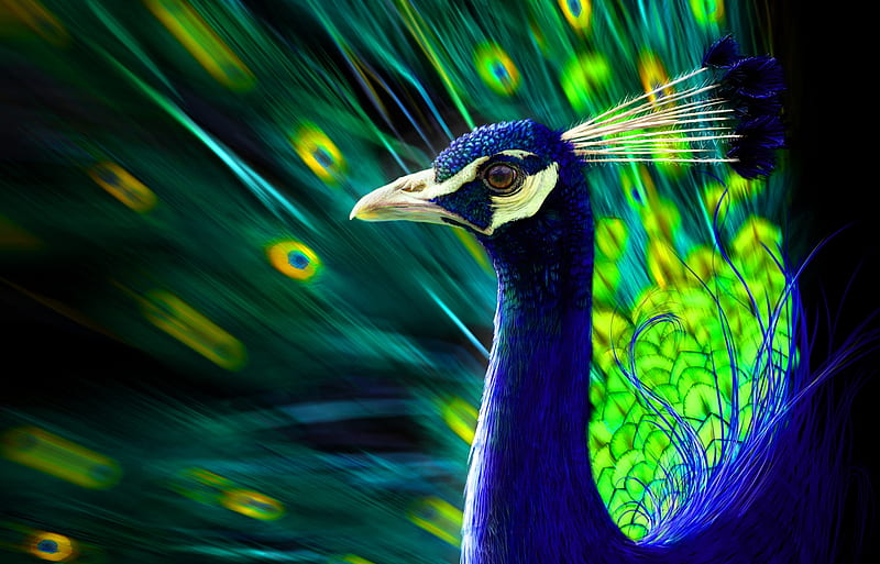 Peacock, luminos, ben judd, green, paun, feather, blue, art, fantasy, bird,  pasari, HD wallpaper | Peakpx