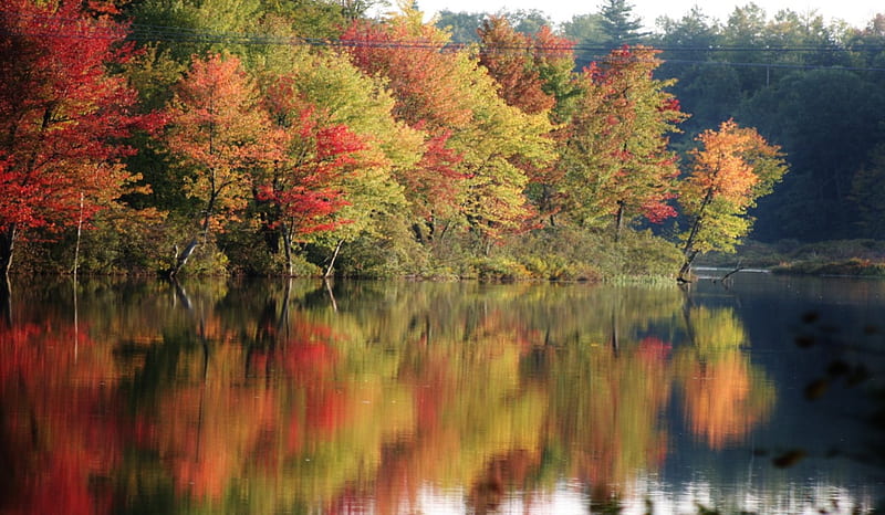 Adirondack State Park, New York, autumn, newyork, park, state, trees, adirondack, lake, leaves, water, nature, HD wallpaper