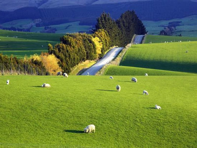 Farmland South Otago South Island, Sheep, Clouds, Sky, Island, HD wallpaper