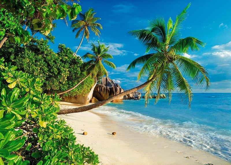 Cocoa beach, rocks, pretty, sunny, bonito, sea, palm trees, beach, nice, pals, horizons, exotic, lovely, ocean, greenery, sky, summer, cocoa, island, nature, sands, HD wallpaper