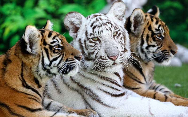 Tiger cubs, orange, tiger, animal, cute, green, trio, cub, tigru, white, HD wallpaper