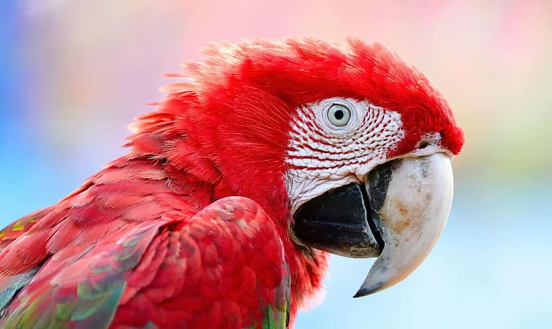 Macaw, Animals, ornithology, birds, zoology, HD wallpaper | Peakpx