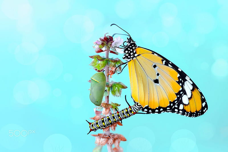 Metamorphosis, mustafa ozturk, caterpillar, fluture, butterfly, insect, flower, pink, blue, yellow, HD wallpaper