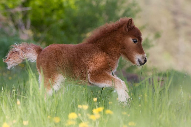Mini Horse, cute, graphy, foal, meadow, HD wallpaper