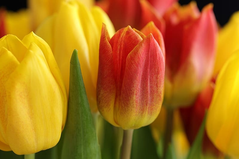 Tulips, sarga, piros, tulipanok, termeszet, HD wallpaper