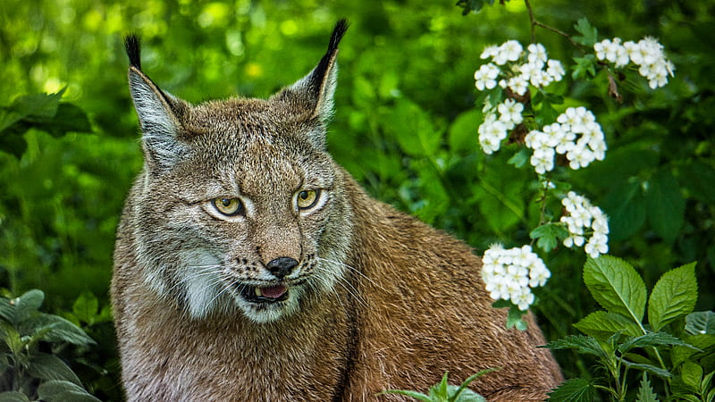 lynx, glance, big cat, predator, HD wallpaper