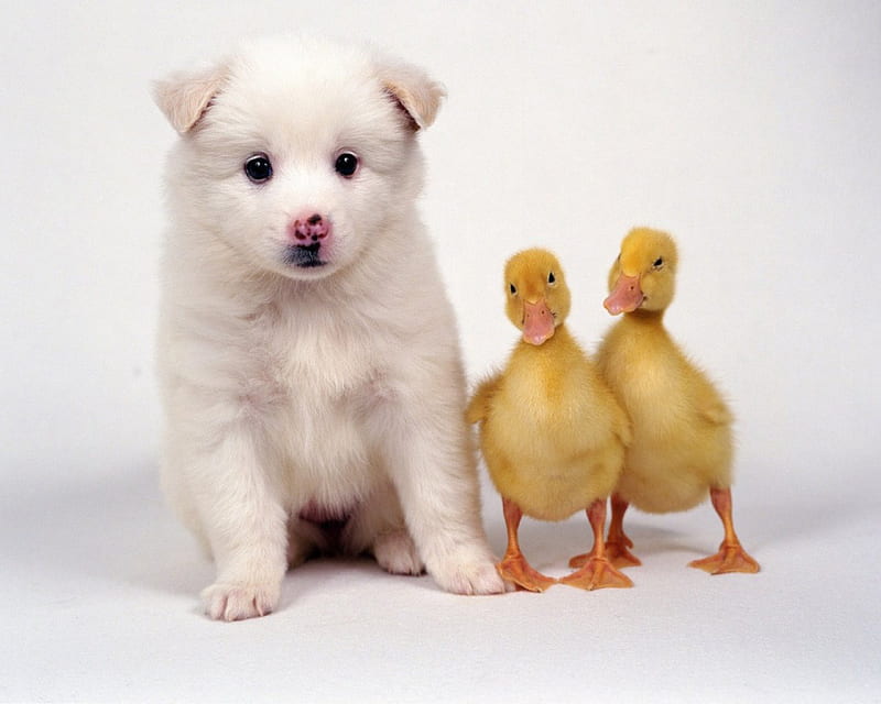 Puppy with ducklings, cute, bird, ducklings, puppy, dog, HD wallpaper