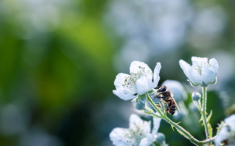 My Toil Builds the World Ultra, Aero, Macro, flowers, light, green, freshness, bees, insects, morning light, outdoors, life, wildlife, HD wallpaper