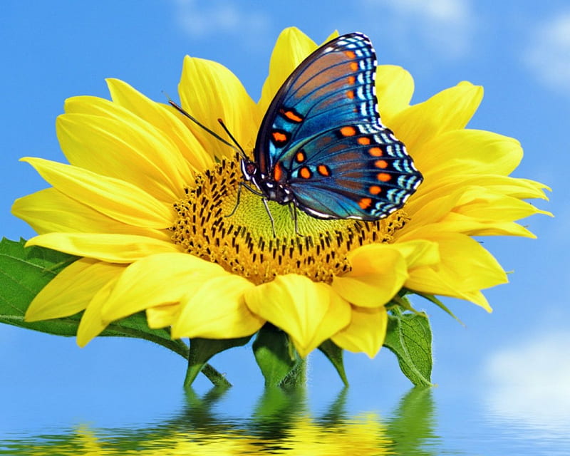 406366 Yellow Butterfly Background Images Stock Photos  Vectors   Shutterstock