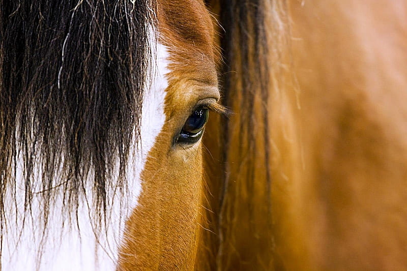 Horse close up, up, head, eye, close, horse, HD wallpaper
