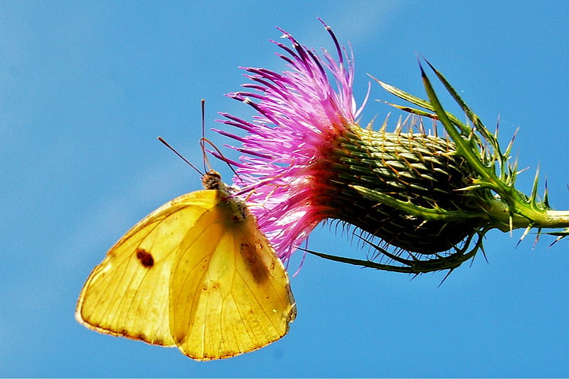 Sun on the wing, pink flower, southern dogface sulphur, butterfly, yellow, sunny, HD wallpaper Sun on the wing, pink flower, southern dogface sulphur, butterfly, yellow, sunny, HD wallpaper