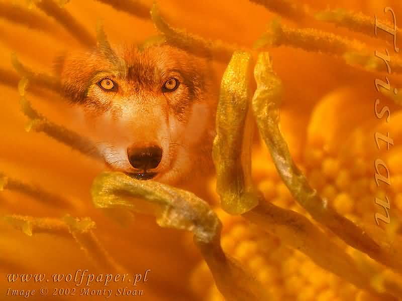 MY NAME IS TRISTAN wolf, glowing, orange, HD wallpaper