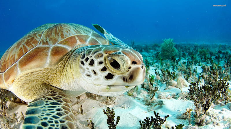 Sea turtle ., Marine turtle, Inhabit waters over Continental Shelves, Testudines, Prefrontal scales on head, HD wallpaper