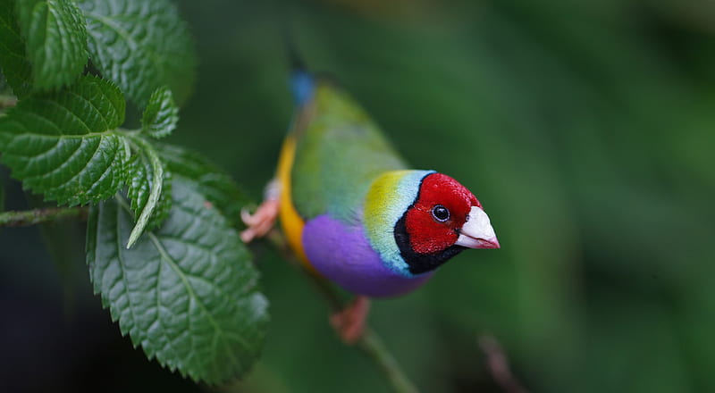 Gouldian Finch, bird, red, green, purple, pasari, HD wallpaper