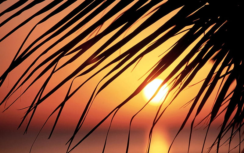 Jamaica palm leaf in the sunset, HD wallpaper