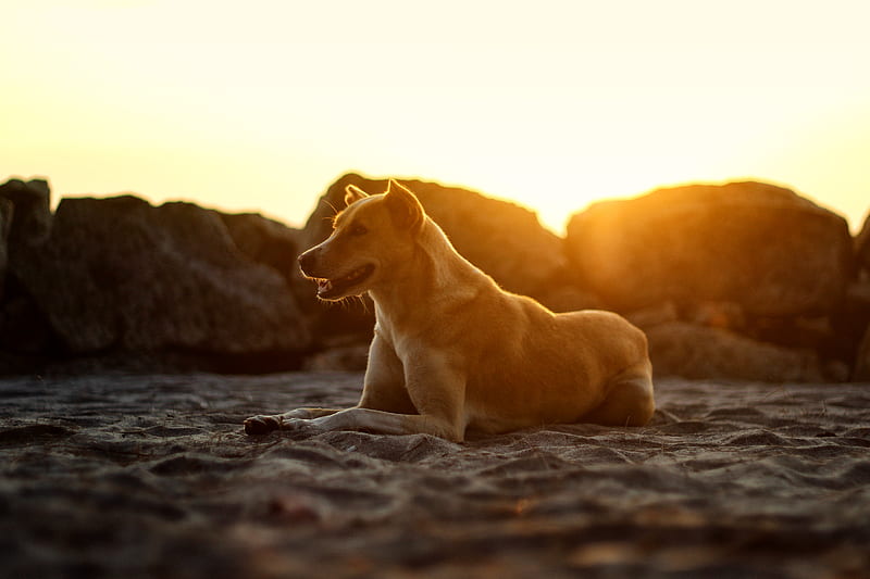 yellow labrador retriever puppy on brown rock during daytime, HD wallpaper