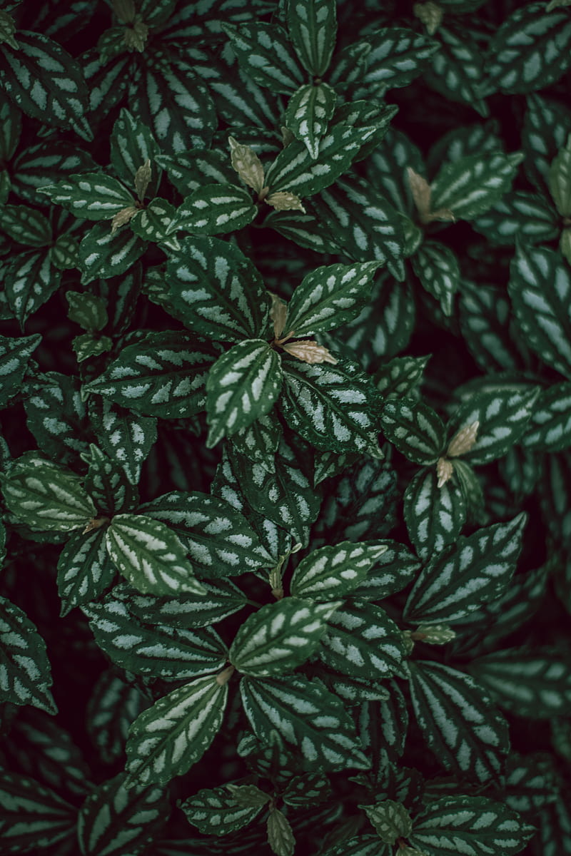 plants, leaves, green, white, macro, HD phone wallpaper