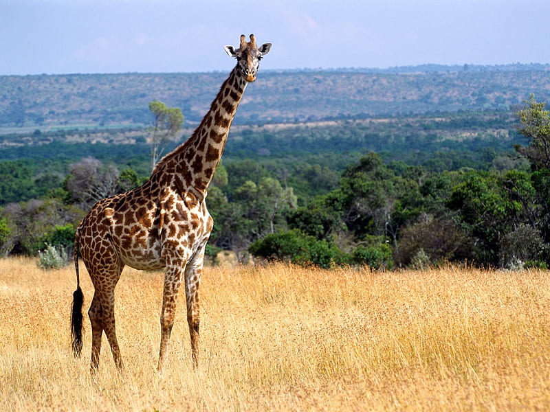 Giraffe Masai, sky, giraffe, grass, field, HD wallpaper