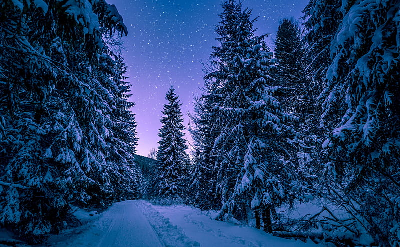 Fir Tree Forest, Snow, Winter, Night Ultra, Seasons, Winter, Nature, Landscape, Night, Scenery, Trees, Forest, Stars, Frozen, Cold, Pine, Spruce, Woods, Snow, Snowy, Scenic, Frost, zing, nightsky, conifers, firtrees, HD wallpaper