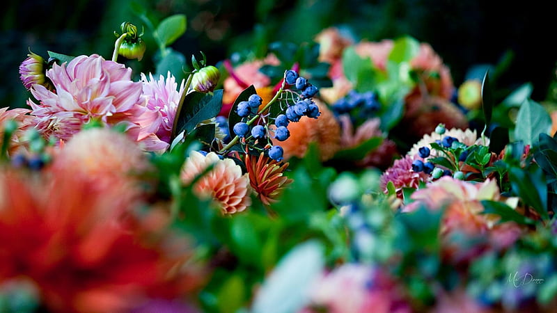 Dahlias and Blueberries, fall, autumn, bouquet, blue berries, dahlias, summer, flowers, HD wallpaper