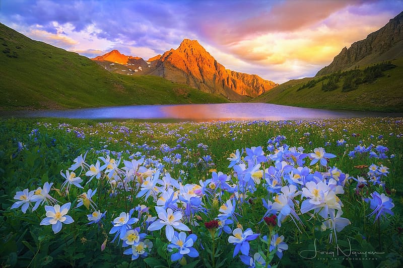 Landscape Grass Lakes Mountain Lake Flower Spring Blue Flower