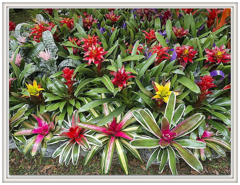 BROMELIADS, NATURE, PRETTY, FLOWERS, HD wallpaper