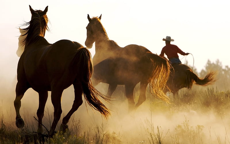 wild horses-Animal, HD wallpaper
