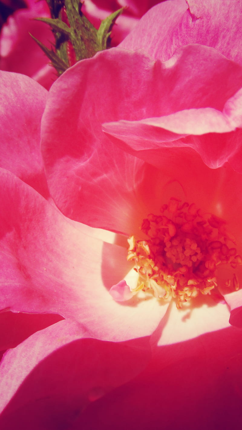 Knockout Rose, flower, nature, pink, HD mobile wallpaper | Peakpx