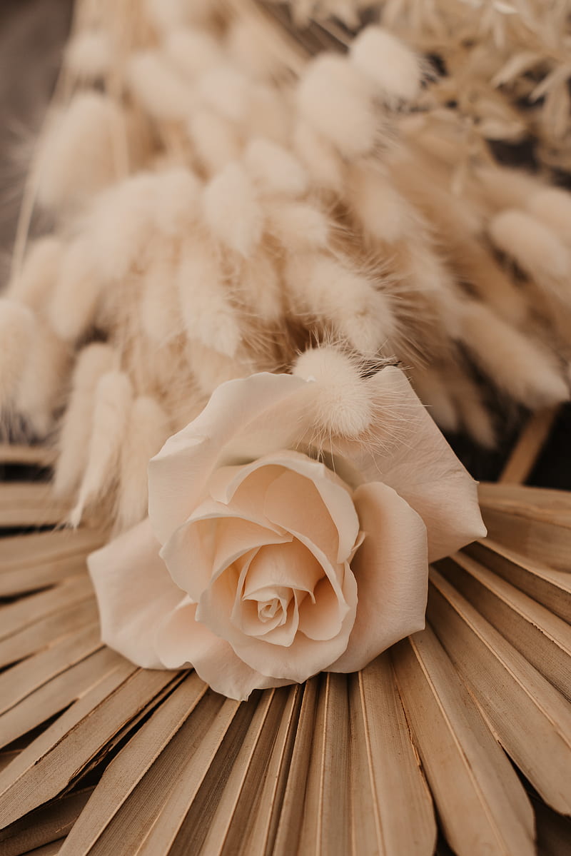 rose, white, flower, bouquet, HD phone wallpaper